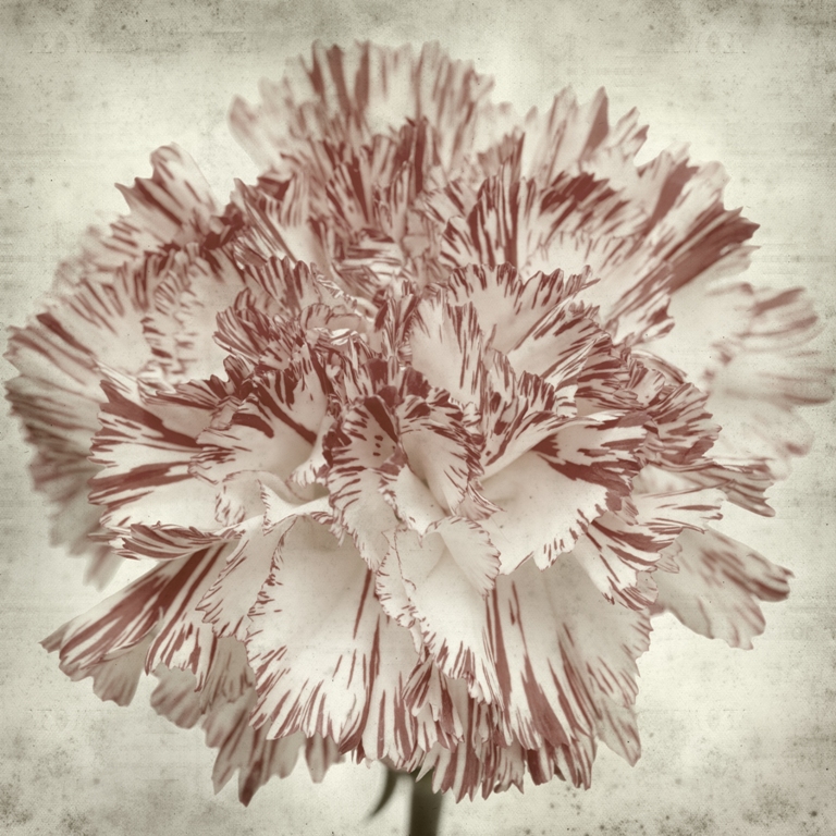 Fototapete mit Blumenmotiv in Braun und Weiß Braune Nelke - Bild Nummer 2