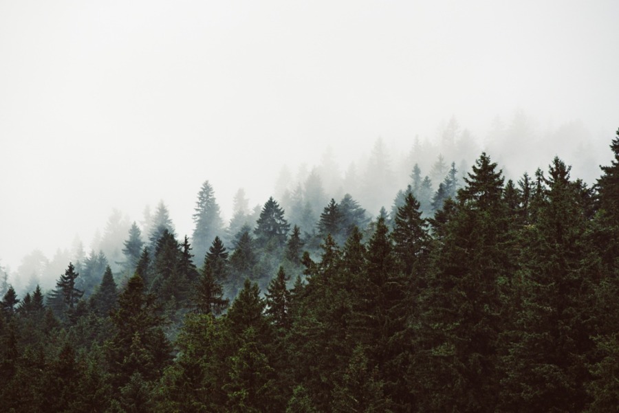 Wandmalerei in Dunkelgrün und dichtem Weiß Dunkler Wald im Nebel - Bild Nummer 2