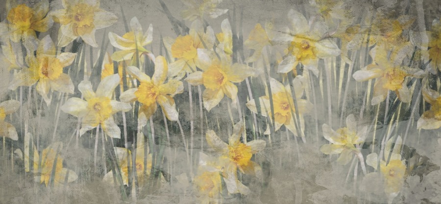 Fototapete mit frühlingshaftem Blumenmotiv Narzissenwiese - Bild Nummer 2