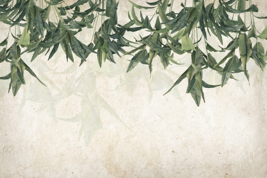 Fototapeta z motywem egzotycznych liści na szarym tle Zielony Sufit - zdjęcie numer 2