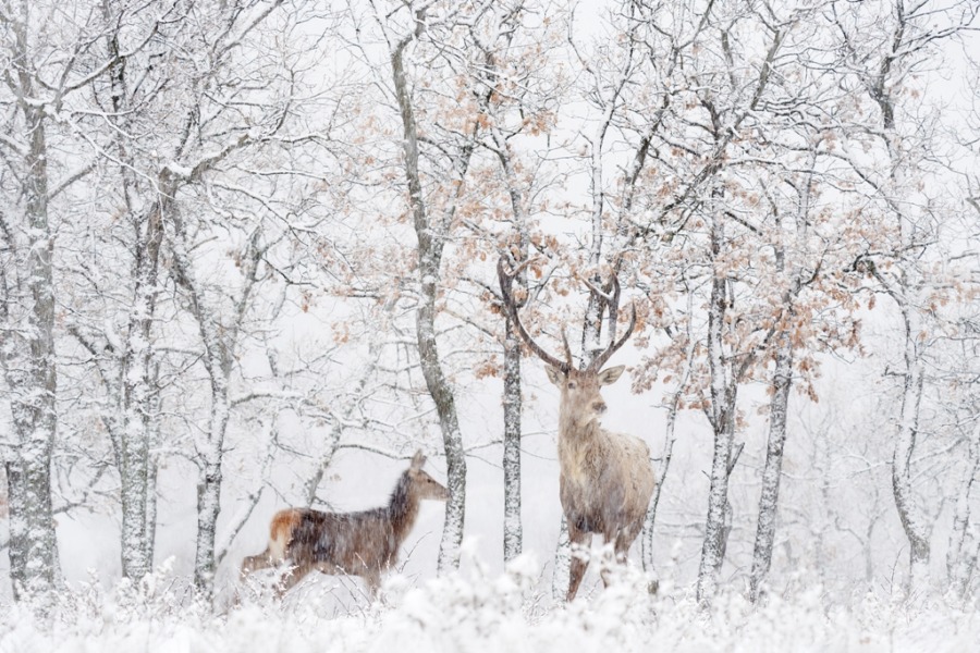 Fototapete Wildtiere im verschneiten Winter Hirsche im Weißen Wald - Bild Nummer 2