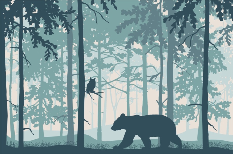 Fototapeta w formacie 3D z leśnym motywem Niedźwiedź w Niebieskim Lesie - zdjęcie numer 2