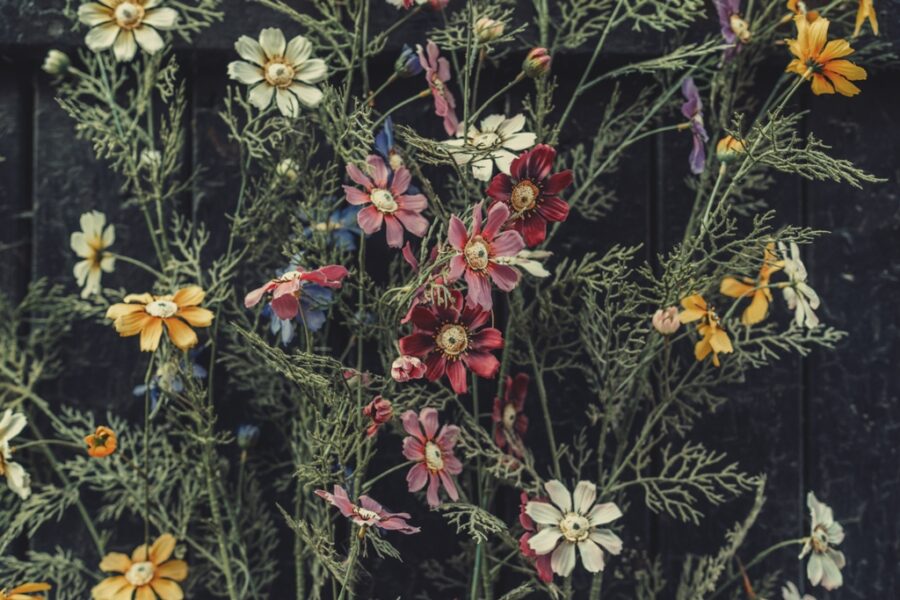 Fototapete mit bunten Blumen auf dunklem Hintergrund Garden Flower Wall - Bild Nummer 2