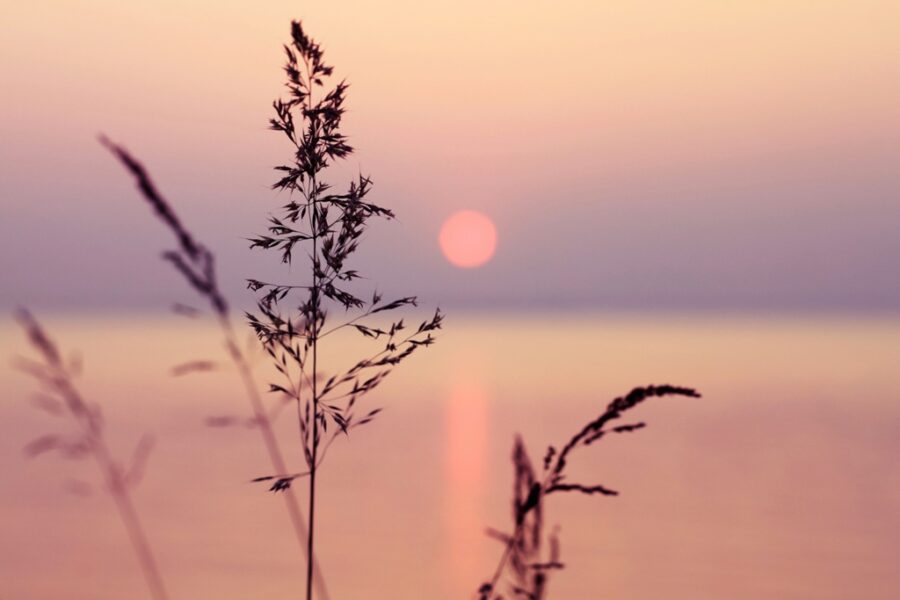Fototapeta z cudownym krajobrazem w ciepłej tonacji Trawa w Zachodzącym Słońcu - zdjęcie numer 2