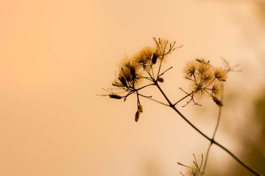 Fototapeta w słonecznych barwach z roślinnym motywem w zbliżeniu Letni Kwiat - zdjęcie numer 2