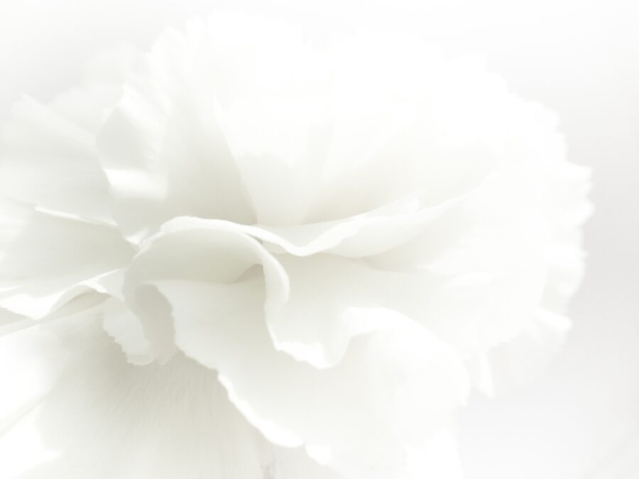 Fototapete mit Blumenmotiv in vergrößerter, stilvoller und zeitloser Farbgebung White Flower - Bild Nummer 2