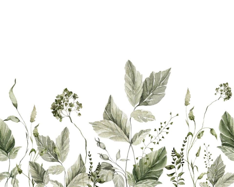 Fototapeta-RoTliny-Na-Biaeym-Tle_2260222187