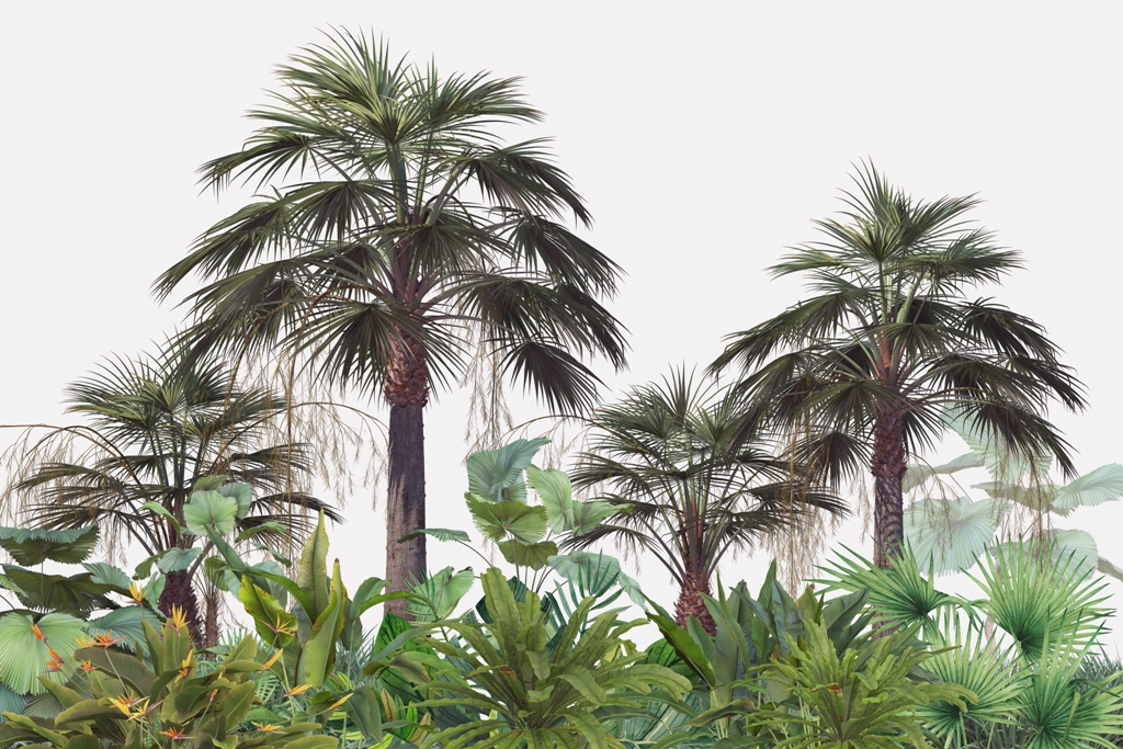 Fototapeta-Rosle-Palmy_2086709284-1