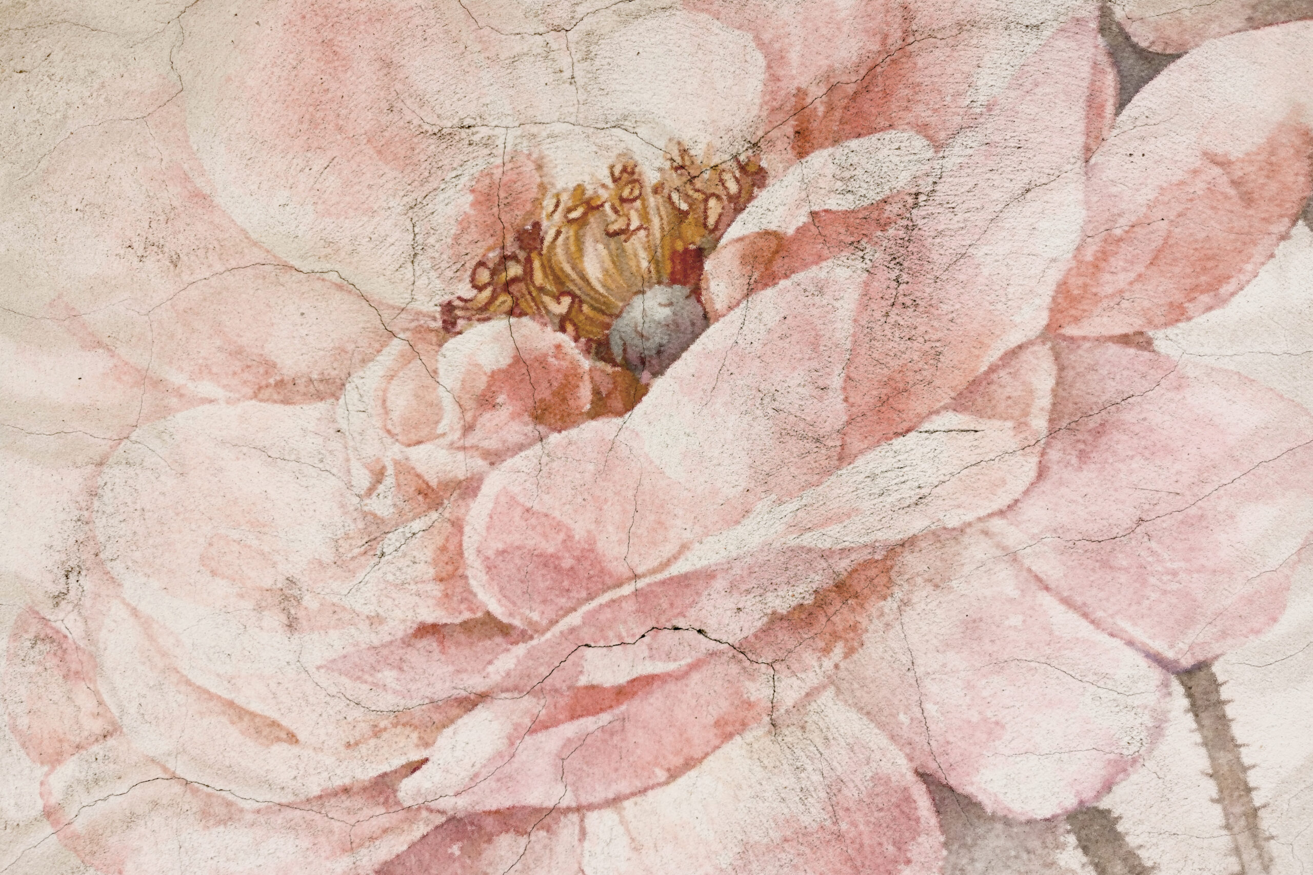 Fototapeten Blume in den Rissen der Zeit