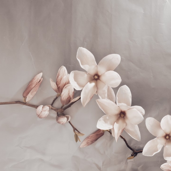 Fototapeten Beige Magnolien