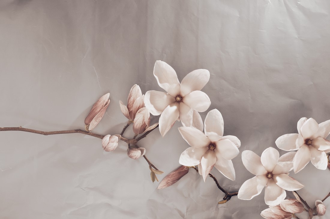 Fototapeten Beige Magnolien