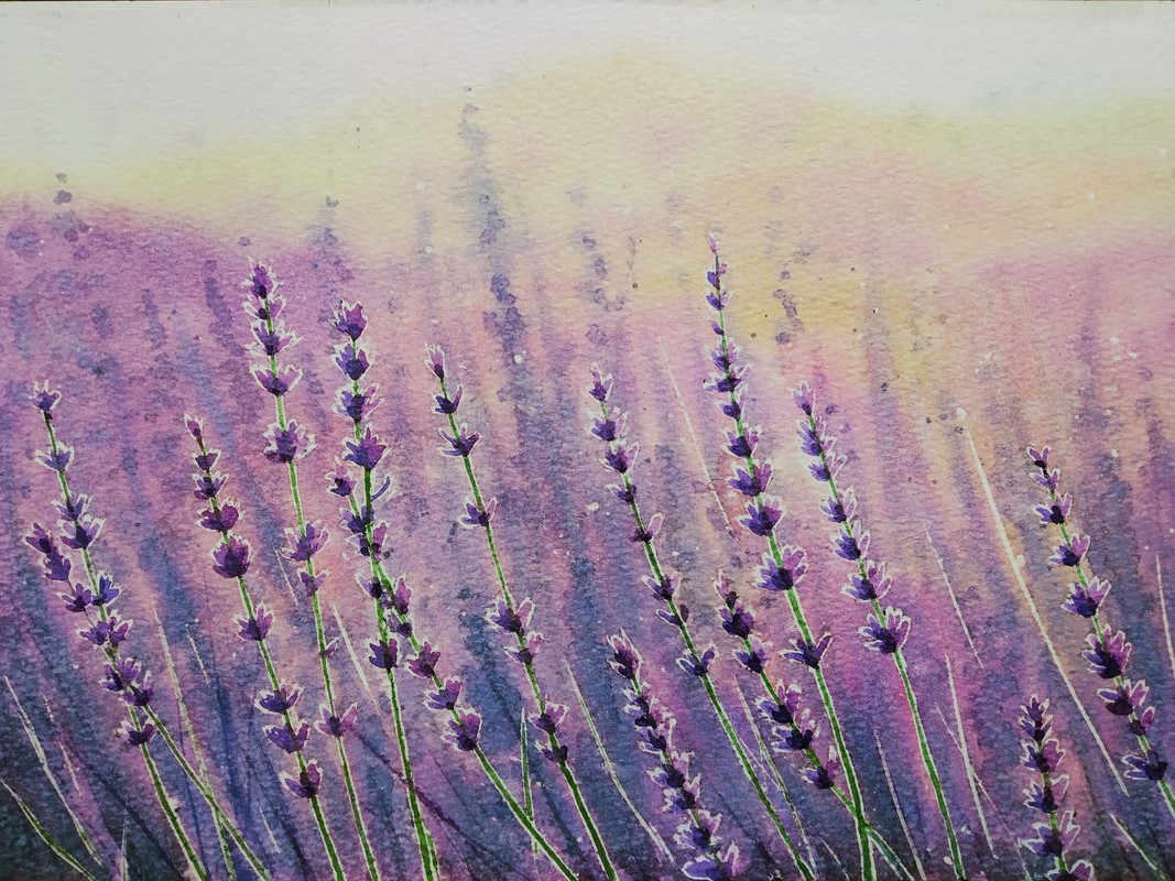 Hand,Drawn,Watercolor,Painting,Of,Blooming,Lavender.,Landscape,Painting,With