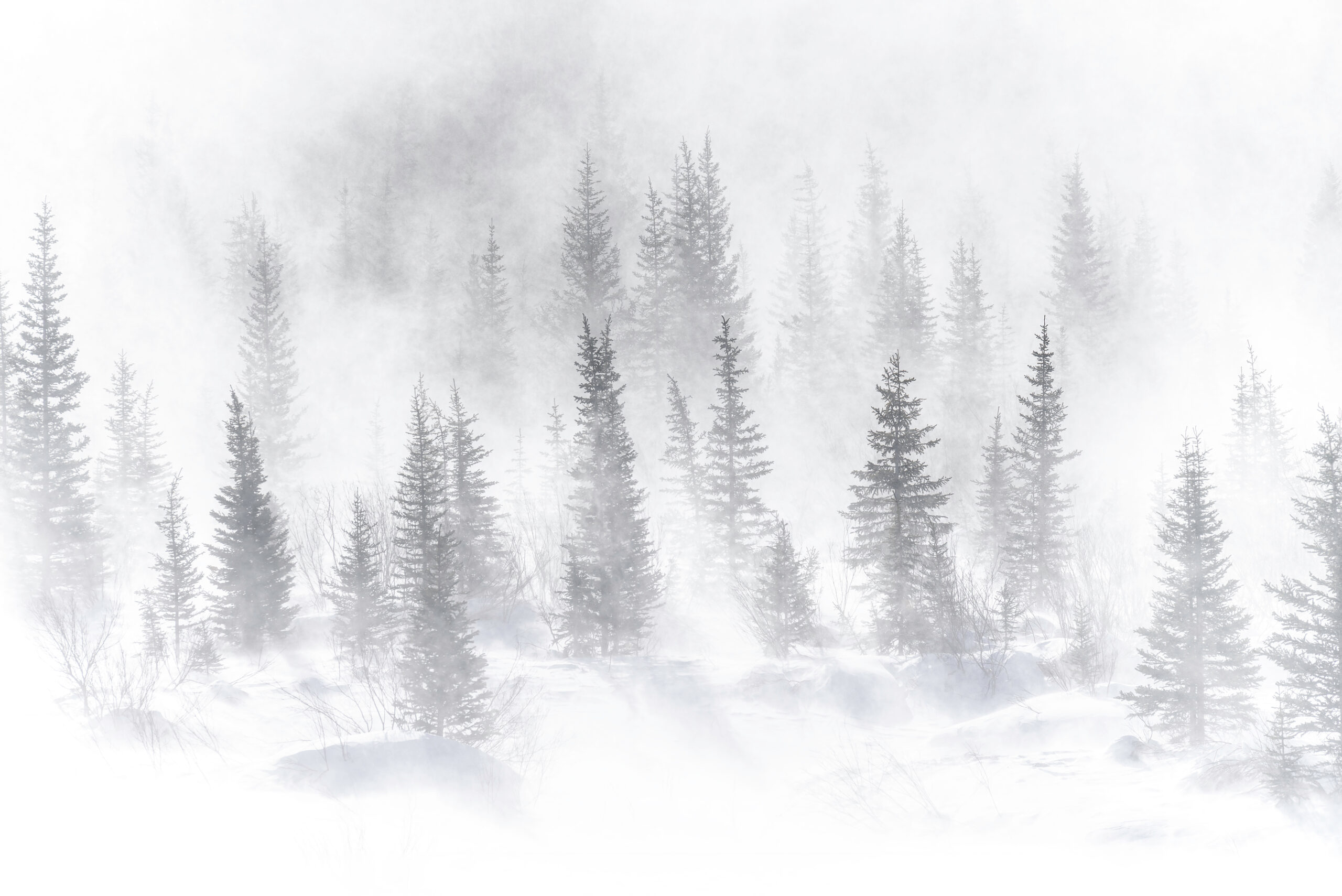 A,Blast,Of,Windblown,Snow,Whites,Out,A,Forest,Of